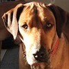 Rescue Dog